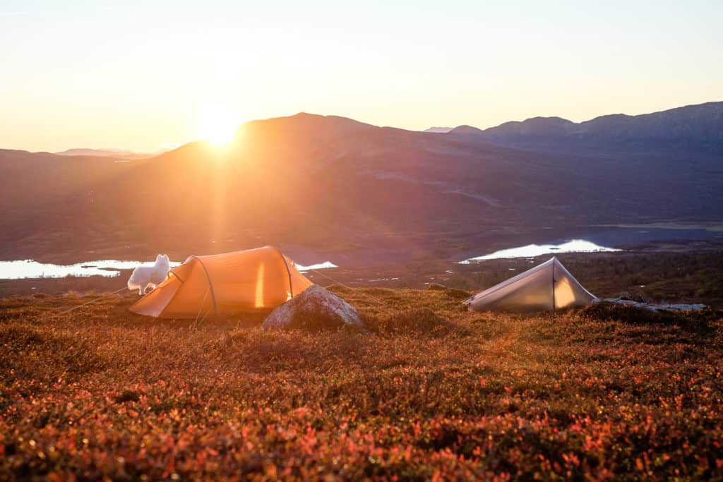 Två tält och en samojed på ett fjäll i solnedgången